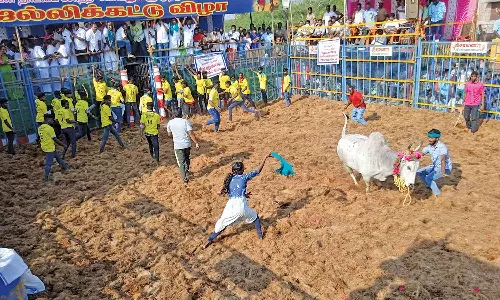 800 காளைகள், 300 வீரர்கள் பங்கேற்ற ஜல்லிக்கட்டு
