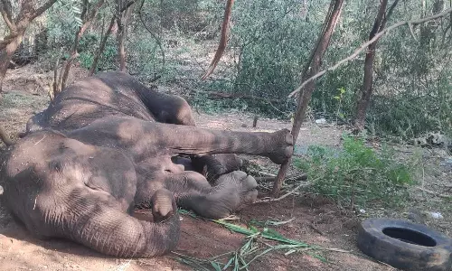 சத்தியமங்கலம் அருகே மயங்கி கிடந்த பெண் யானை உயிரிழப்பு