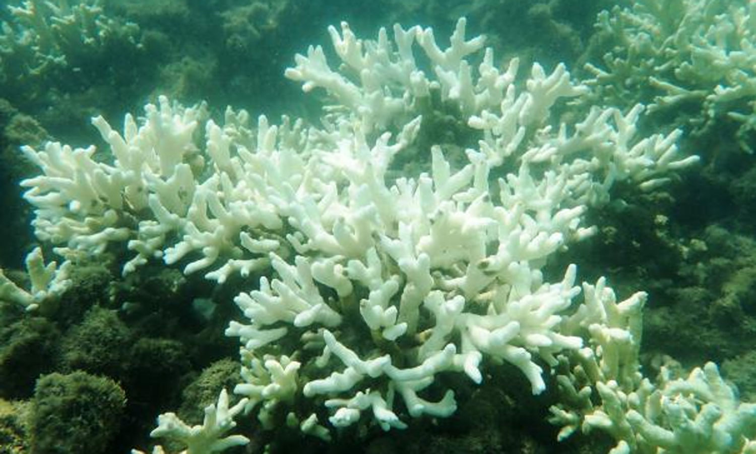 மன்னார் வளைகுடா கடல் பகுதியில் பவளப்பாறைகள் அழியும் அபாயம்