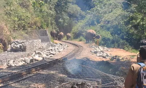 குன்னூர் அருகே ரெயில் தண்டவாளத்துக்கு வரும் காட்டு யானைகள் கூட்டம்