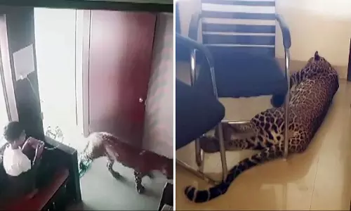 மகாராஷ்டிரா: சிறுத்தையை மண்டபத்தில் பூட்டிவிட்டு ஓடிய சிறுவனின் சிசிடிவி வீடியோ வைரல்