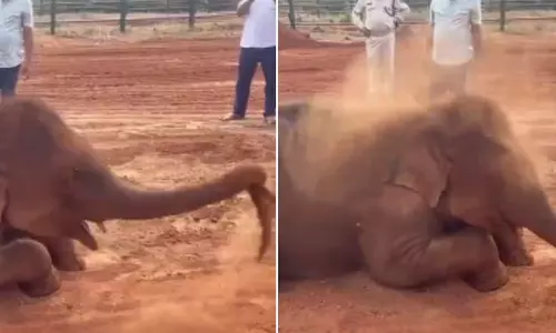 குட்டி யானையின் ஹோலி கொண்டாட்டம்