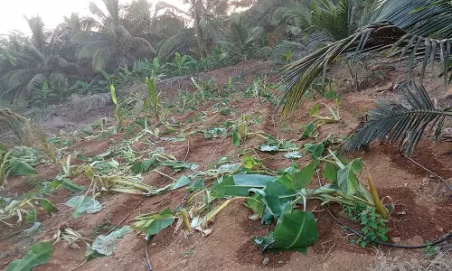 தோட்டத்தில் புகுந்து யானை அட்டகாசம்: 200 வாழைகள் சேதம்