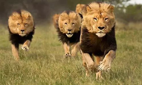 சிங்கத்தை ஏமாற்றும் மாடுகள்