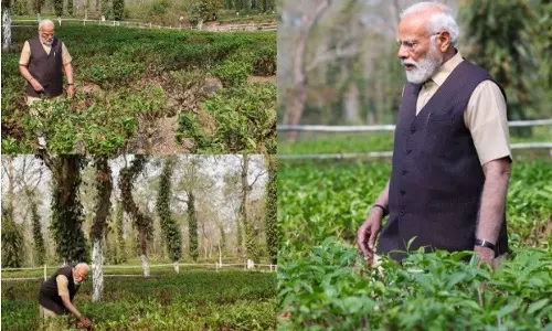 தேயிலை தோட்டங்களின் அழகை ரசித்த பிரதமர் மோடி