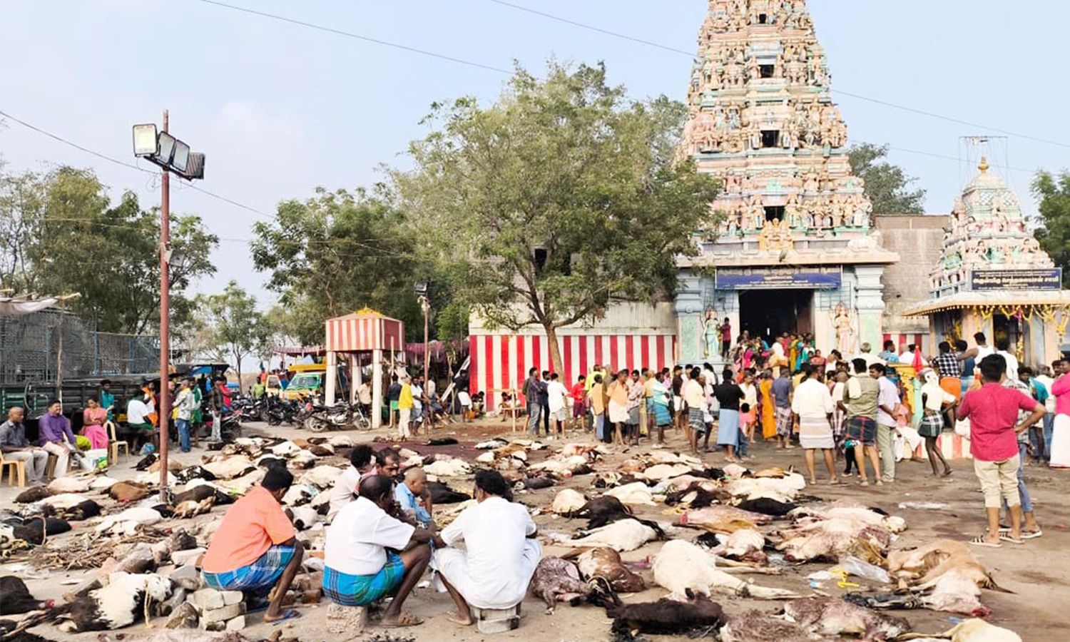 கமுதியில் மாசிக்களரி திருவிழா: ஆடுகள் பலியிட்டு குலதெய்வ வழிபாடு