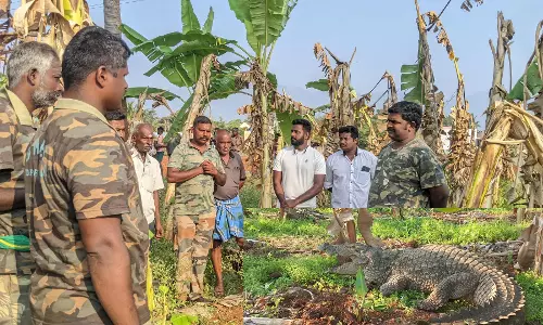 விவசாய தோட்டத்தில் புகுந்த ராட்சத முதலை-  பொதுமக்கள் பீதி