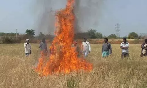 தெலுங்கானாவில் வறட்சியால் பாதிப்பு: நெற்பயிர்களுக்கு தீ வைத்த விவசாயிகள்