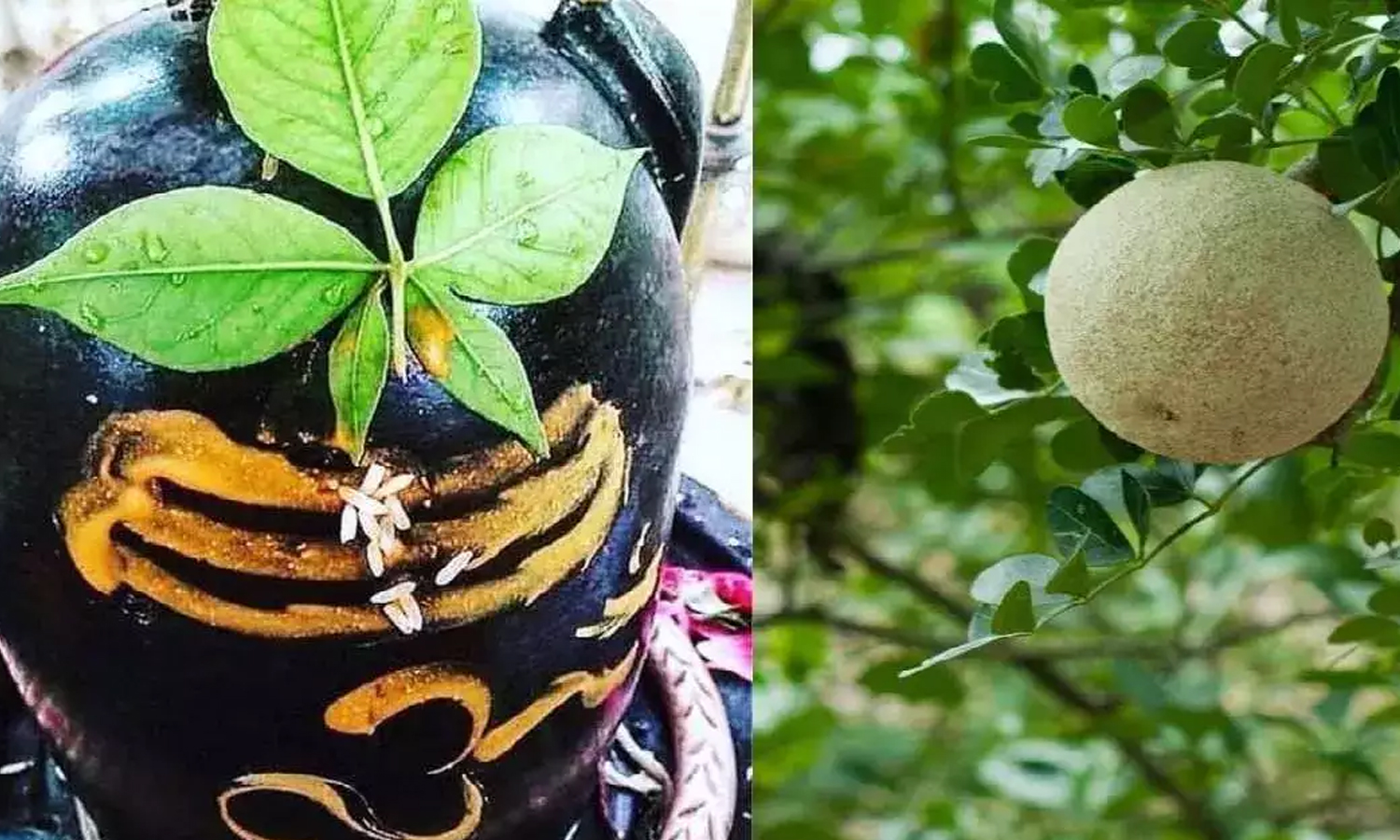 வில்வமும் அதன் மருத்துவ குணங்களும்...!