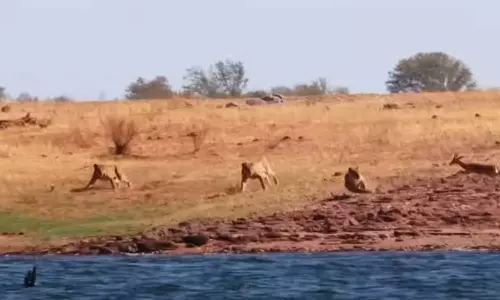 மான்கள் கூட்டத்தை வேட்டையாடும் சிங்கங்கள்
