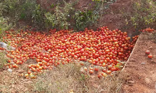 பழனியில் தக்காளியை குப்பையில் வீசிச் சென்ற விவசாயிகள்