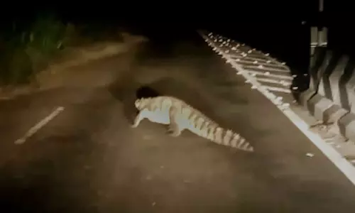 சாலையில் ஊா்ந்து சென்ற முதலை- பொதுமக்கள் அதிா்ச்சி