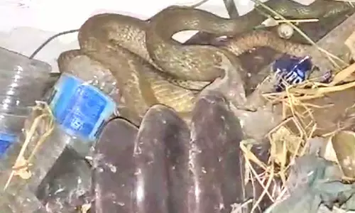 ஈரோடு மின்வாரிய அலுவலகத்தில் 8 அடி சாரைப்பாம்பு புகுந்ததால் பரபரப்பு