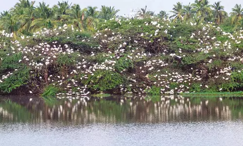 குமரியில் நடந்த கணக்கெடுப்பில் 191 பறவை இனங்கள் கண்டுபிடிப்பு
