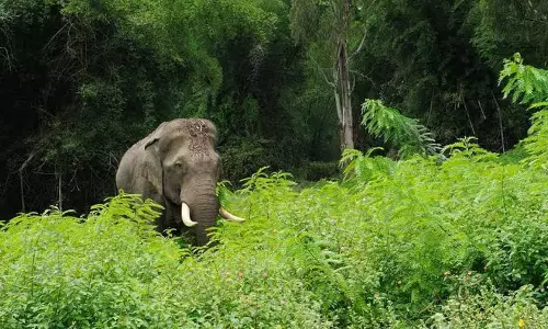 யானைகளை விரட்டும் சிறப்பு தேனீக்களை வளர்க்க கேரள அரசு நடவடிக்கை: முதல்-மந்திரி பினராயி விஜயன் தகவல்