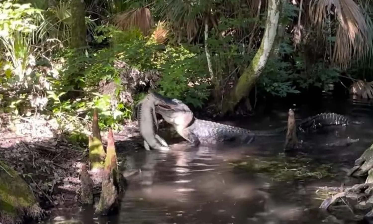 சிறிய முதலையை சாப்பிடும் முதலை