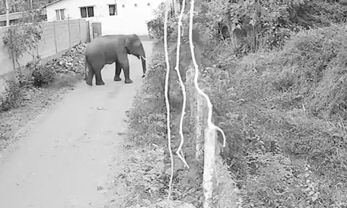 ஊருக்குள் புகுந்த ஒற்றை யானை- பொதுமக்கள் அச்சம்