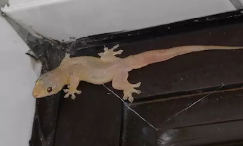 உங்கள் வீட்டில் பல்லி தொல்லையா...? இத ட்ரை பண்ணுங்க