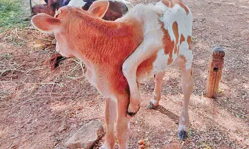 6 கால்களுடன் பிறந்த கன்றுக்குட்டியை வினோதமாக பார்த்து செல்லும் மக்கள்