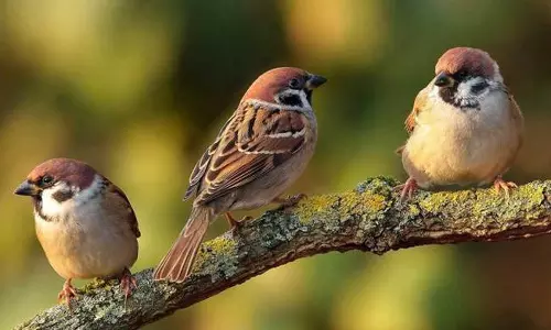 உலக சிட்டுக்குருவி தினம்