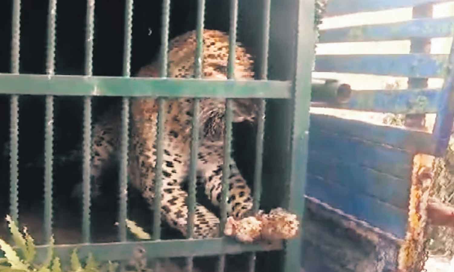 திருப்பதி மலைப்பாதையில் சிறுமியை கொன்ற சிறுத்தை நிரந்தரமாக கூண்டில் அடைப்பு