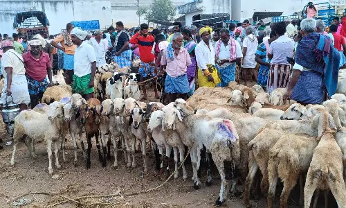 பறக்கும் படை கெடுபிடிகளையும் தாண்டி தேர்தல் சமயத்தில் களைகட்டிய அய்யலூர் ஆட்டுச்சந்தை