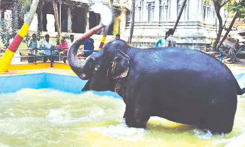 ஆனந்த குளியல் போடும் கும்பகோணம் ஆதிகும்பேஸ்வரர் கோவில் யானை