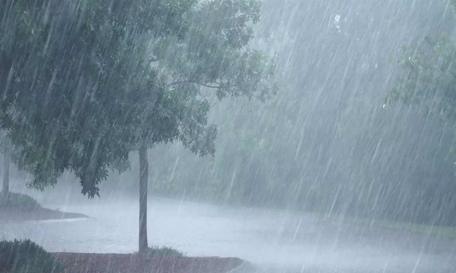 மாஞ்சோலை மலைப்பகுதியில் பரவலாக பெய்த மழை