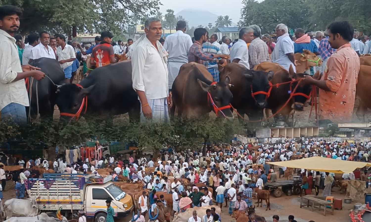 தேர்தல் பறக்கும் படை: மாட்டு வியாபாரிகள் வரத்து குறைவால் மாடுகள் வியாபாரம் மந்தம்