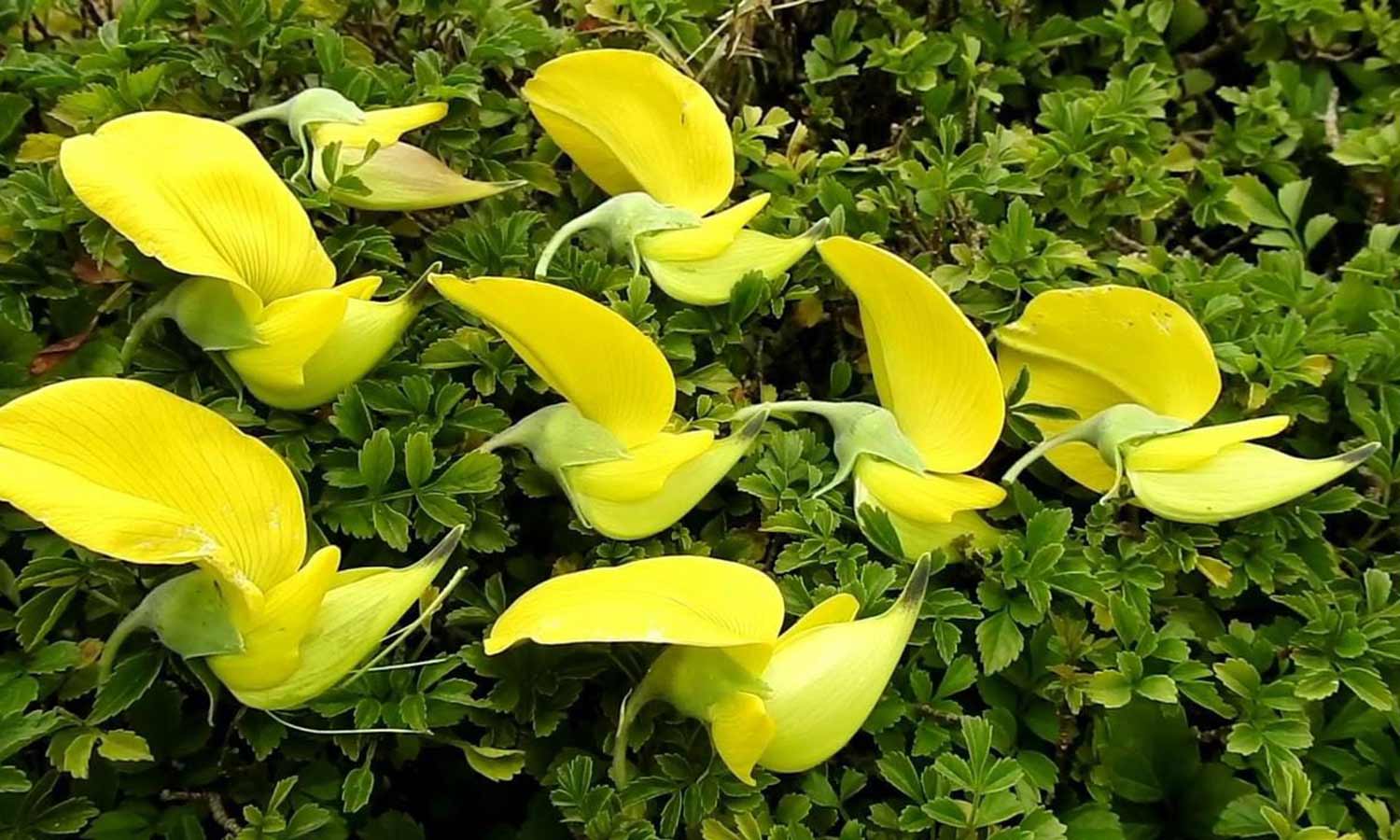 கொடைக்கானல் பிரையண்ட் பூங்காவில் பூத்துக்குலுங்கும் மஞ்சள் நிற குருவி மலர்கள்