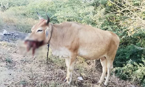 மர்ம பொருள் வெடித்து பசுமாடு வாய் கிழிந்தது