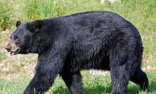 முந்திரி தோப்பில் கரடி தாக்கியதில் 2 தொழிலாளர்கள் பலி