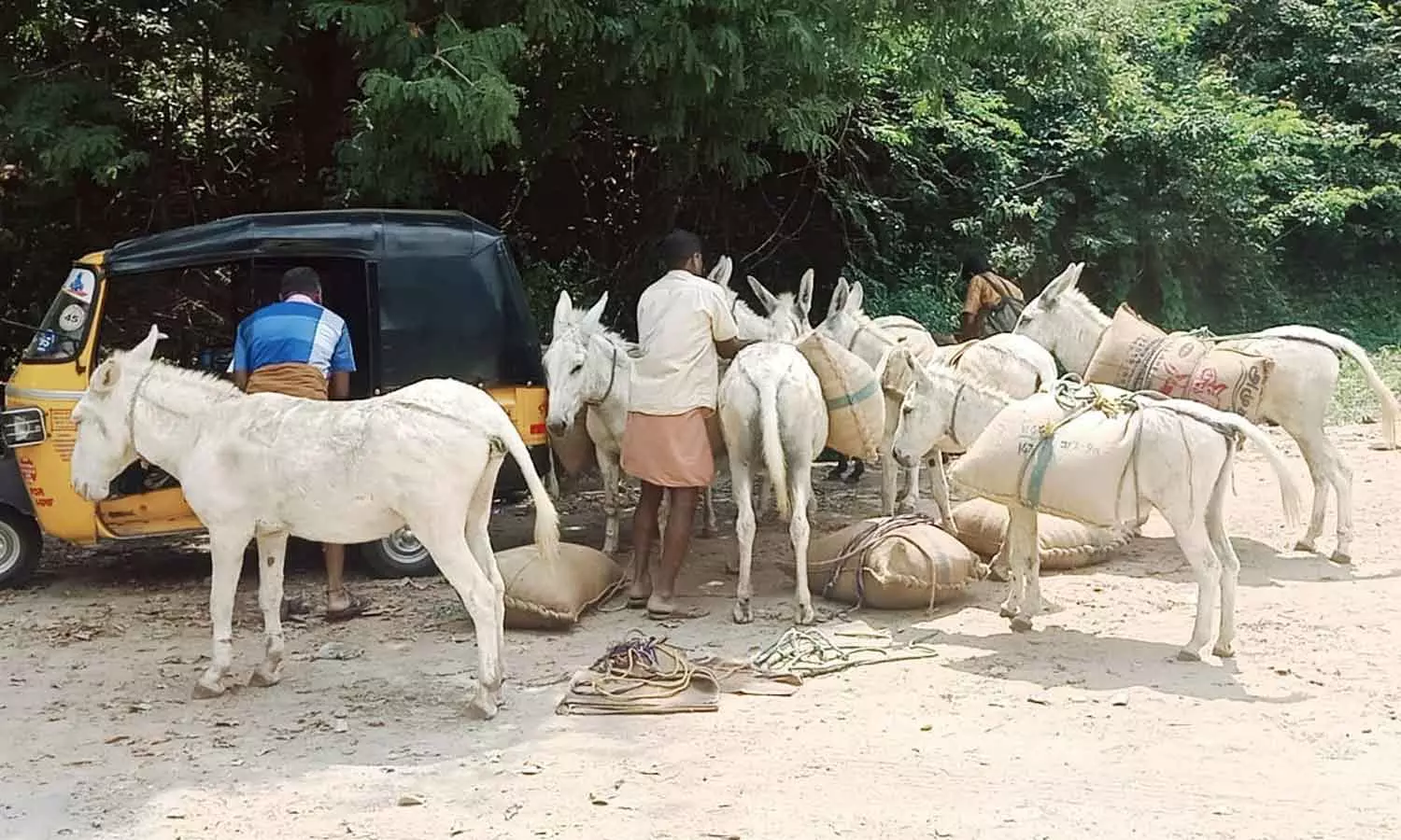 சாலை வசதி இல்லாத கிராமங்களில் குதிரைகளில் செல்லும் வாக்குப்பதிவு எந்திரங்கள் சாலை வசதி இல்லாத கிராமங்களில் குதிரைகளில் செல்லும் வாக்குப்பதிவு எந்திரங்கள்