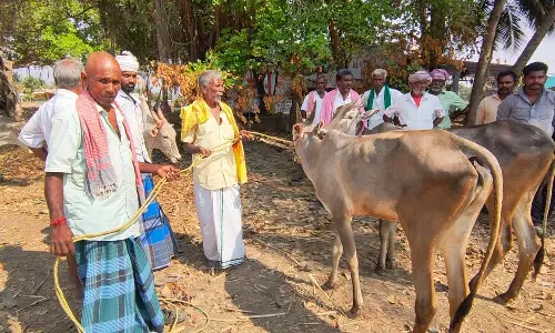 தேர்தல் விதிமுறைகளால் களையிழந்த மாட்டுச்சந்தை
