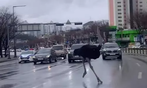 சாலையில் ஓடிய ராட்சத நெருப்புக்கோழி