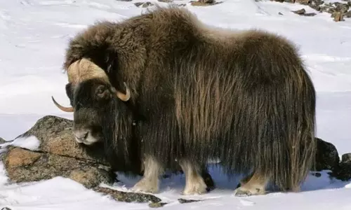 கவரிமான் அல்ல கவரி மா..!