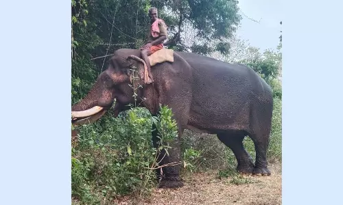 தண்ணீர் தட்டுப்பாடு: டாப்சிலிப் முகாமில் இருந்து 3 யானைகள் இடமாற்றம்