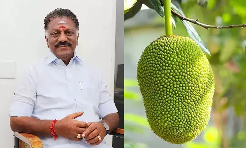 ராமநாதபுரத்தில் போட்டியிடும் ஓ.பி.எஸ்-க்கு பலாப்பழம் சின்னம் ஒதுக்கீடு