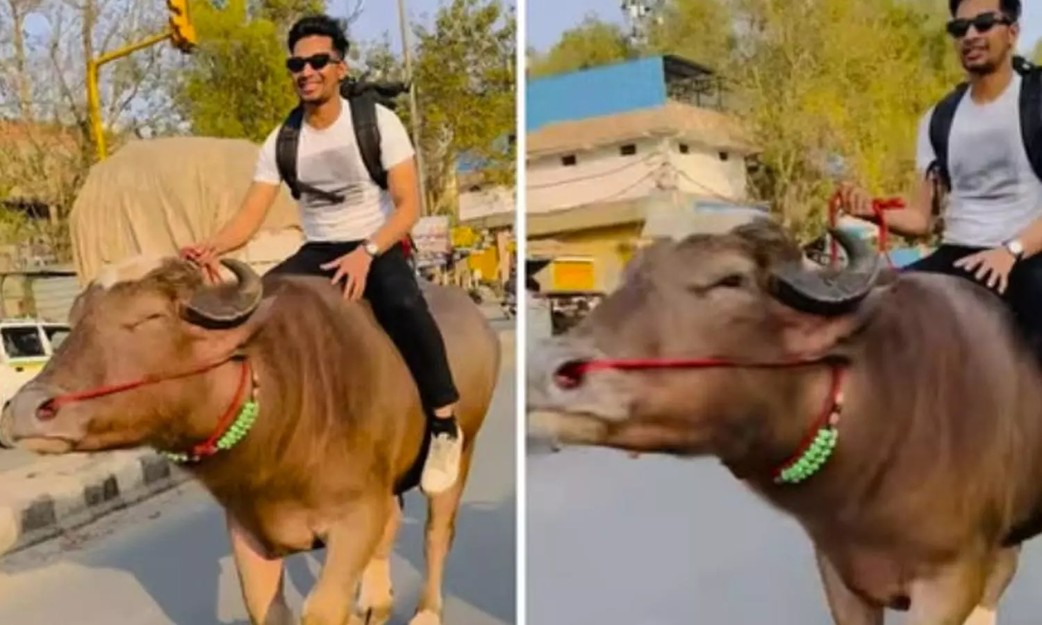 எருமை மீது சவாரி செய்த வாலிபர் எருமை மீது சவாரி செய்த வாலிபர்