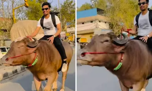 எருமை மீது சவாரி செய்த வாலிபர்