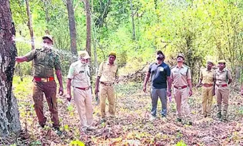 ஆந்திர வனப்பகுதியில் மரத்தில் இருந்து கொட்டிய தண்ணீர்