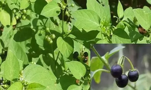 மணத்தக்காளி கீரையின் மகத்துவம்