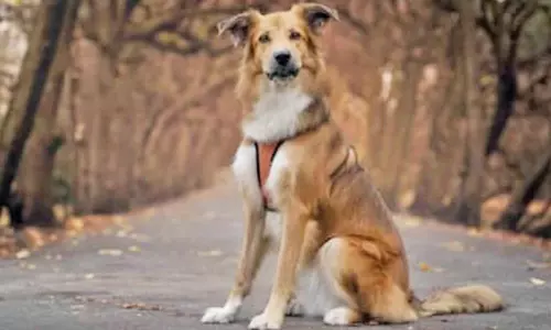 பிரத்யேக பயிற்சியின் மூலம் மன அழுத்தத்தை கண்டுபிடிக்க உதவும் நாய்கள்