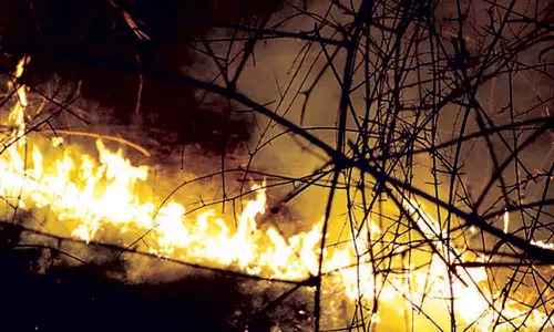 விருத்தாசலம் அருகே காப்புக்காட்டில் பயங்கர தீ விபத்து