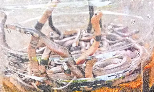 மாட்டு தொழுவத்தில் 52 குட்டிகளுடன் பதுங்கியிருந்த ராஜநாகம்