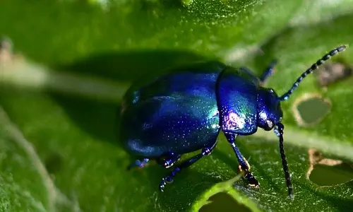 வண்டுகளை கடத்த முயன்றதாக விமான நிலையத்தில் தடுத்து நிறுத்தப்பட்ட பெண்