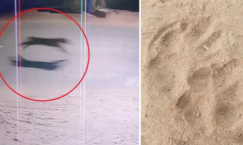 சிறுத்தை நடமாட்டத்தால் பொதுமக்கள் பீதி- தனியார் பள்ளிக்கு விடுமுறை