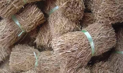 மகத்துவம் மிக்க வெட்டிவேர்