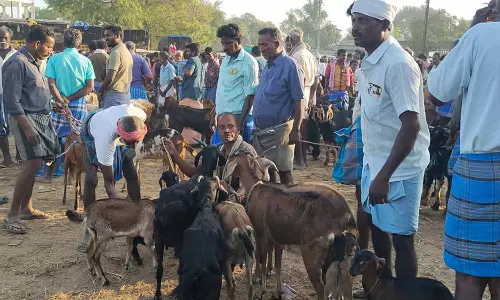 ரம்ஜான் பண்டிகையை முன்னிட்டு செஞ்சி சந்தையில் ரூ.2 கோடிக்கு ஆடுகள் விற்பனை
