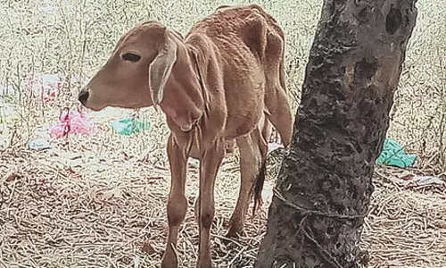 இறைச்சிக்காக கன்று குட்டியை வெட்ட முயன்ற வியாபாரி: கலெக்டர் முயற்சியால் மீட்பு